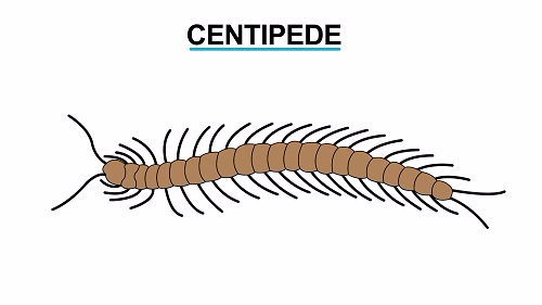 Centipede 1451461121060