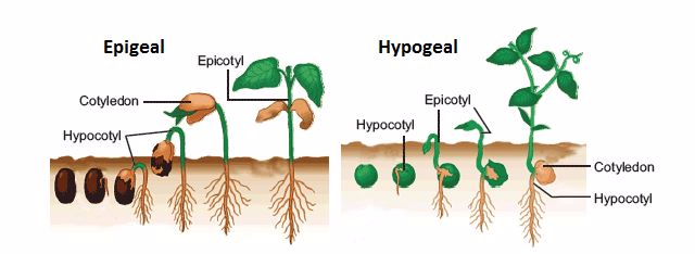 BIOLOGY FORM FOUR TOPIC 1: GROWTH