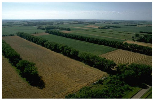 <em>Fig 3.14 Shelterbelts</em>