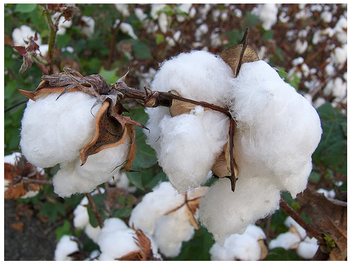 <em>Fig 2.4 Cotton at harvesting stage</em>