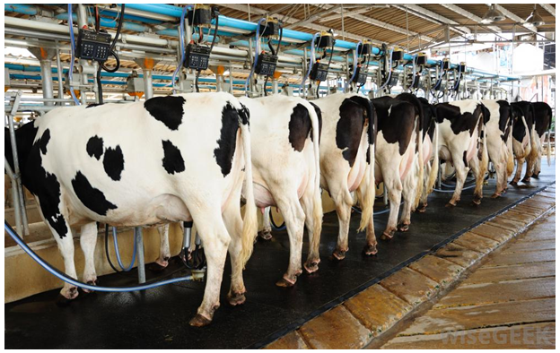 <em>Fig 2.18 dairy farm</em>