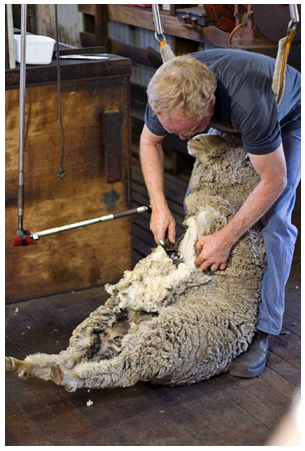 <em>Fig 2.19 An Australian farmer shearing merino sheep</em>