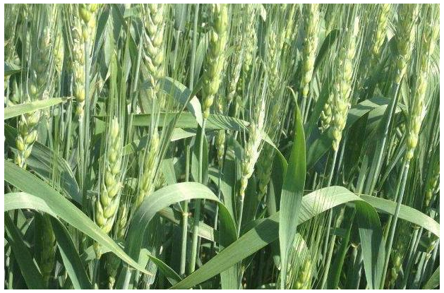 <em>Figure 2.10 Wheat crop plantation at Manyara, Tanzania</em>