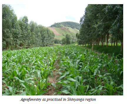 <em>Figure 3.3 Agroforestry practiced in Shinyanga region</em>