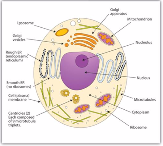 BIOLOGY: FORM ONE: Topic 3 - CELL STRUCTURE AND ORGANIZATION - MSOMI BORA
