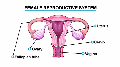 Female Reproductive System 1451543525332