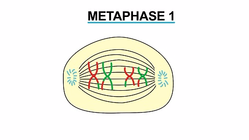 Metaphase 1 1451541367937