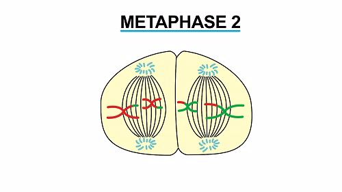 Metaphase 2 1451542574341