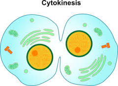cytoknesis 1449227361783