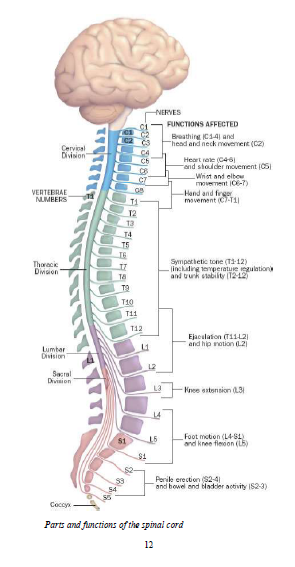 Spinal 1449376243840