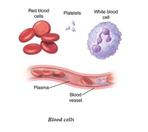 Blood Cell 1449144117754